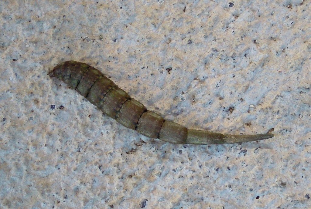 Di cosa si tratta? Larva di Stratiomyidae